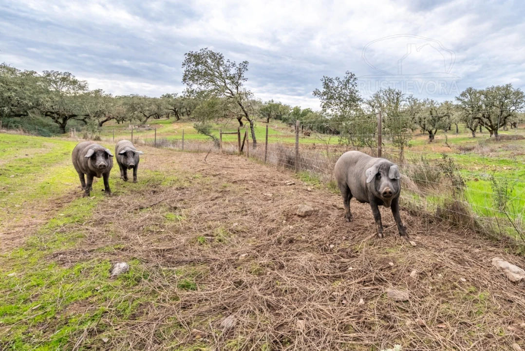 Quinta para Venda em Evora Monte (Santa Maria) Foto 22