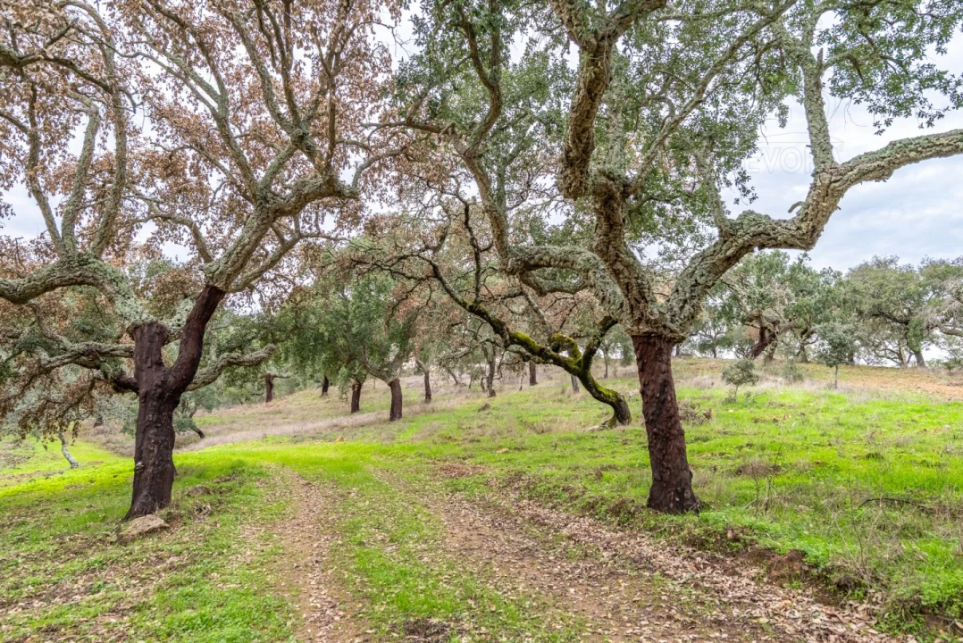 Quinta para Venda em Evora Monte (Santa Maria) Foto 31