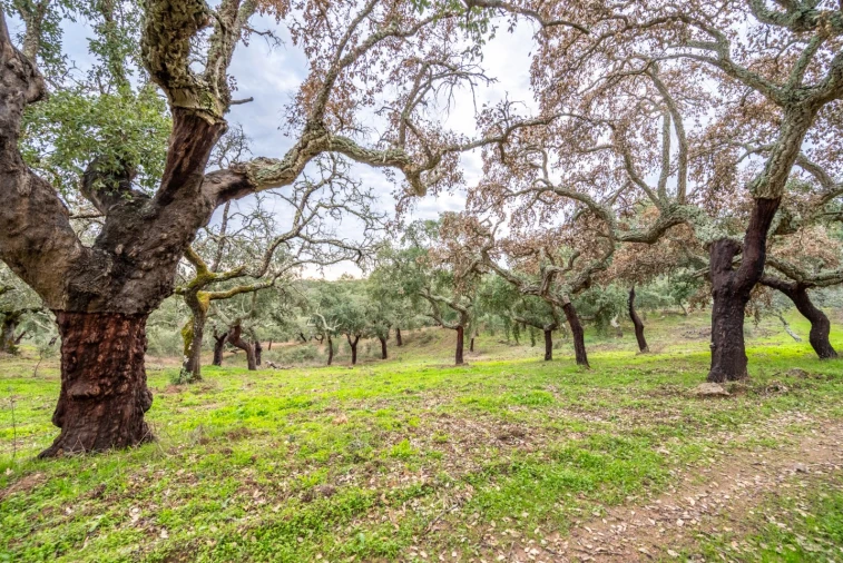 Quinta para Venda em Evora Monte (Santa Maria) Foto 5