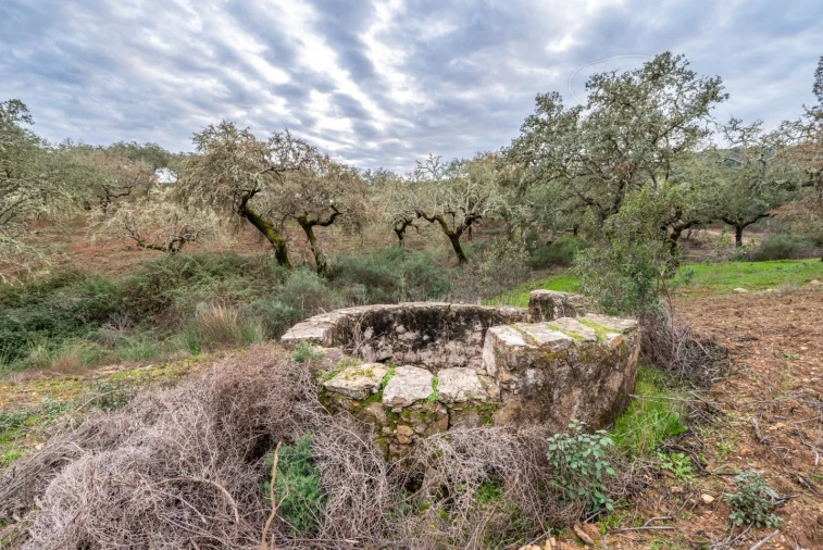 Quinta para Venda em Evora Monte (Santa Maria) Foto 6