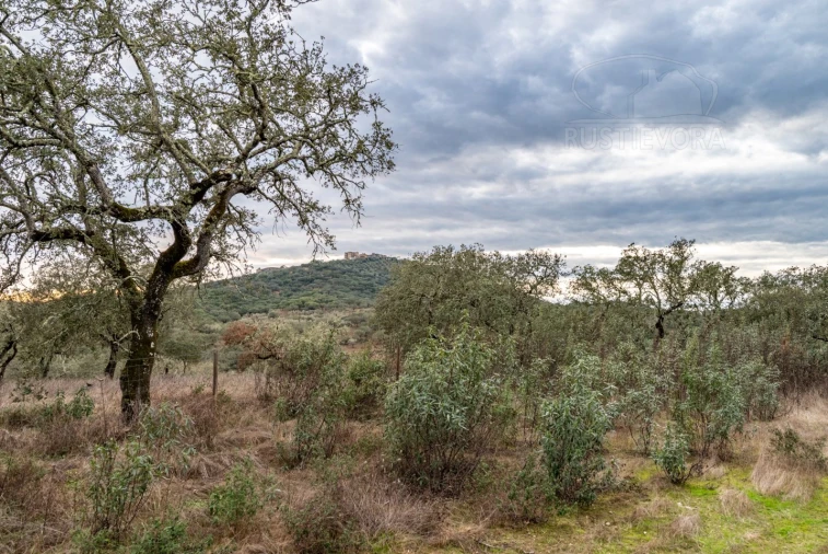 Quinta para Venda em Evora Monte (Santa Maria) Foto 15