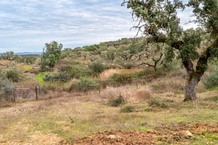 Quinta para Venda em Evora Monte (Santa Maria) Foto 21