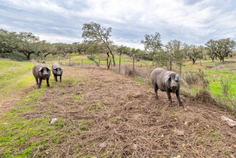 Quinta para Venda em Evora Monte (Santa Maria) Foto 22
