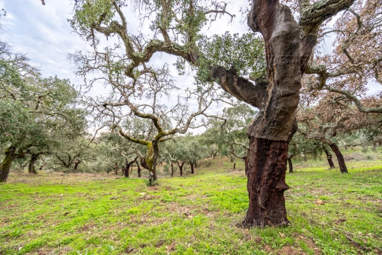 Quinta para Venda em Evora Monte (Santa Maria) Foto 30