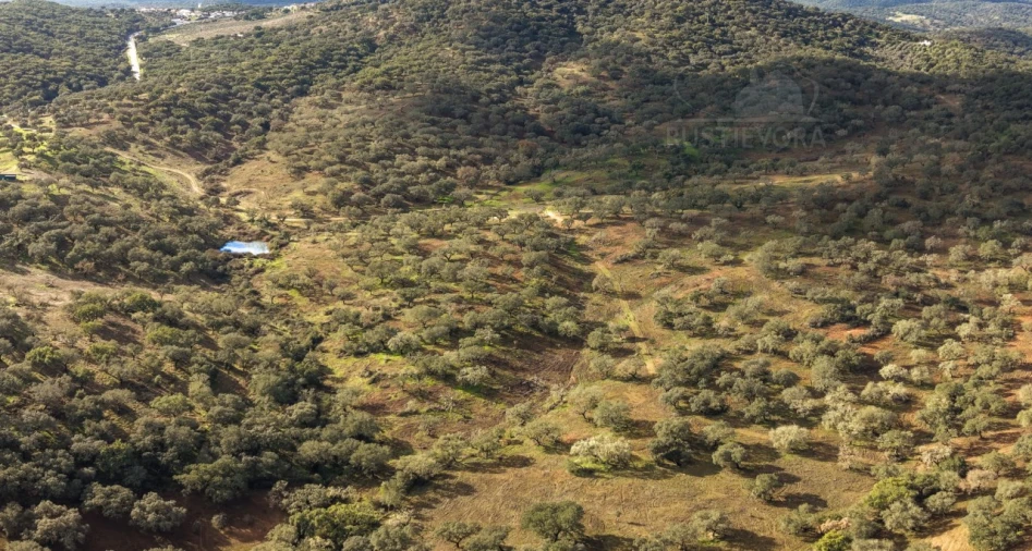 Quinta para Venda em Evora Monte (Santa Maria) Foto 13