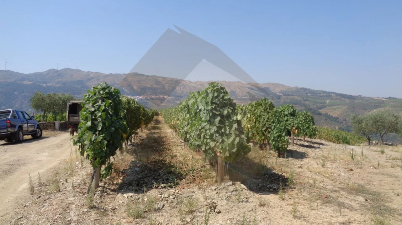 Quinta para Venda em Desejosa Foto 7