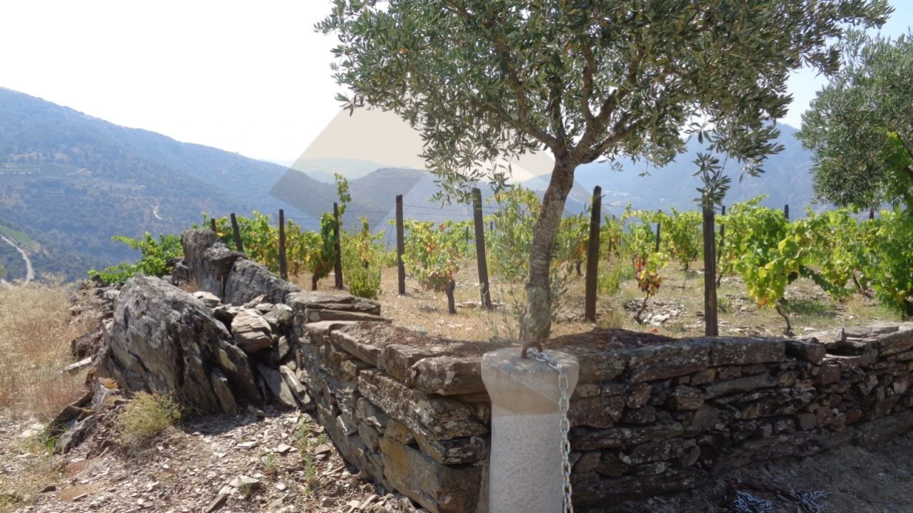 Quinta para Venda em Desejosa Foto 9