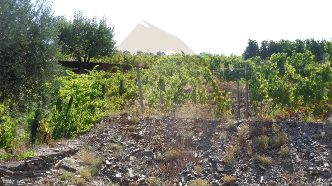 Quinta para Venda em Desejosa Foto 16