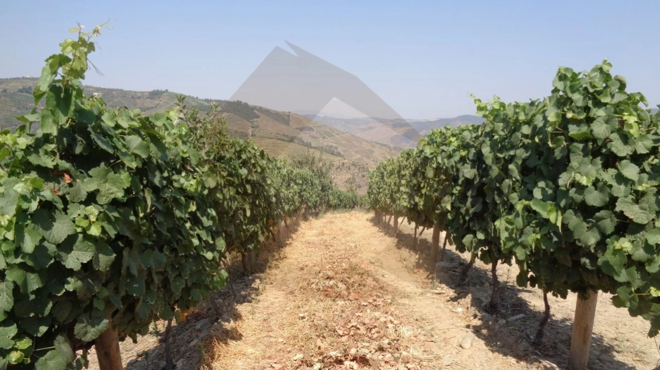 Quinta para Venda em Desejosa Foto 1