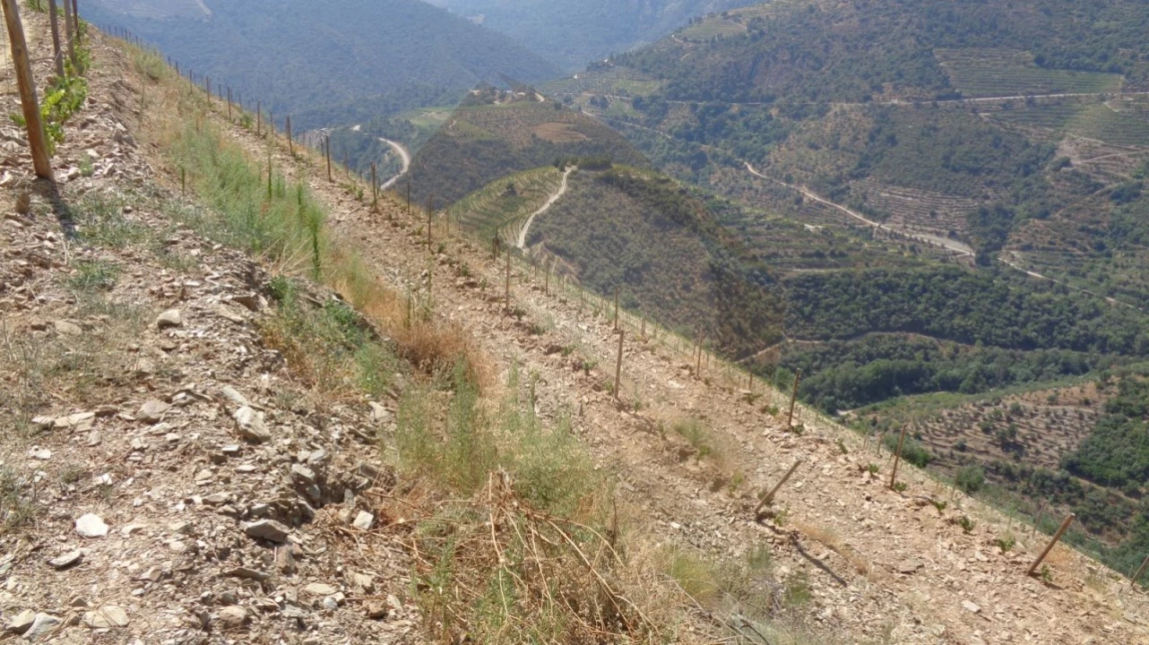 Quinta para Venda em Desejosa Foto 20
