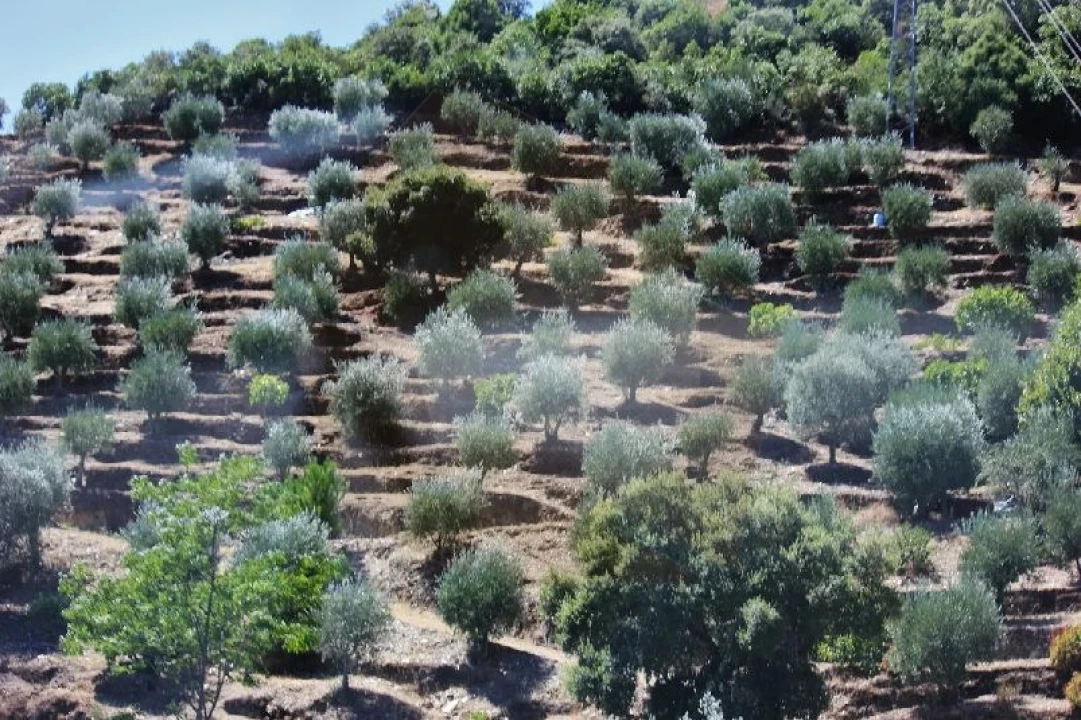 Quinta para Venda em Desejosa Foto 34