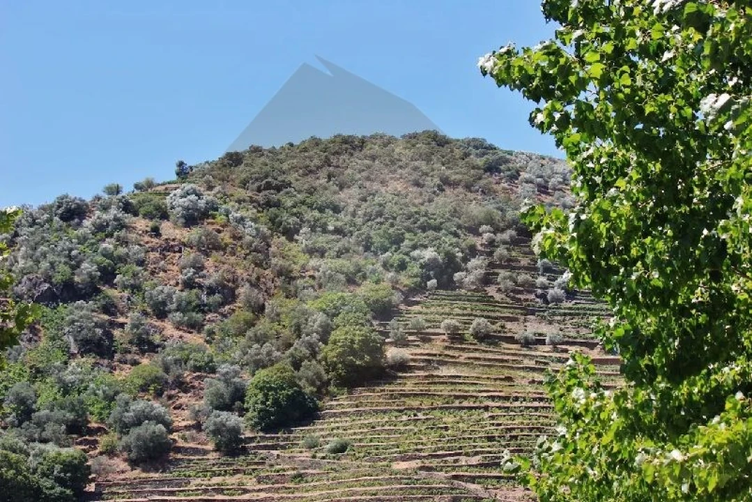Quinta para Venda em Desejosa Foto 35