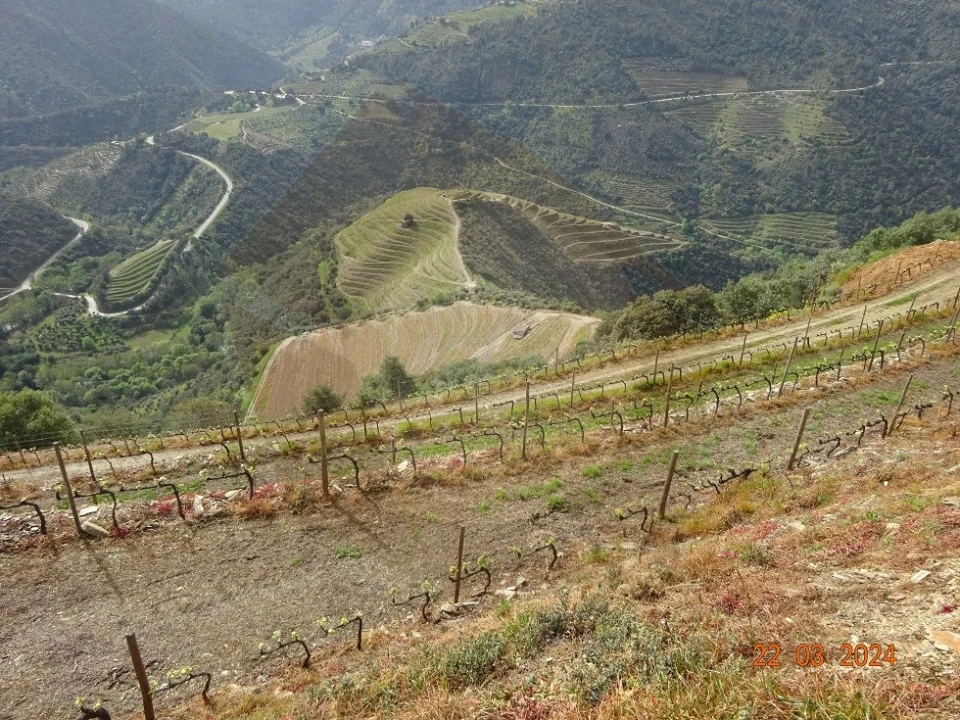 Quinta para Venda em Desejosa Foto 5