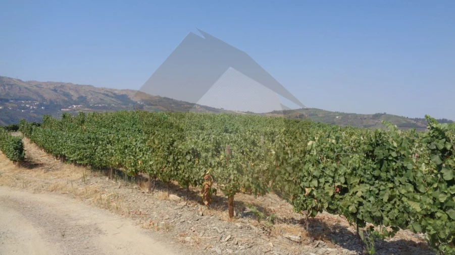 Quinta para Venda em Desejosa Foto 2