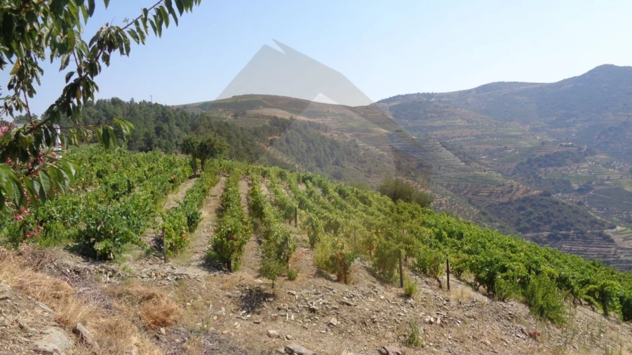 Quinta para Venda em Desejosa Foto 11