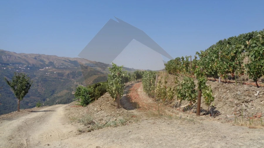 Quinta para Venda em Desejosa Foto 12