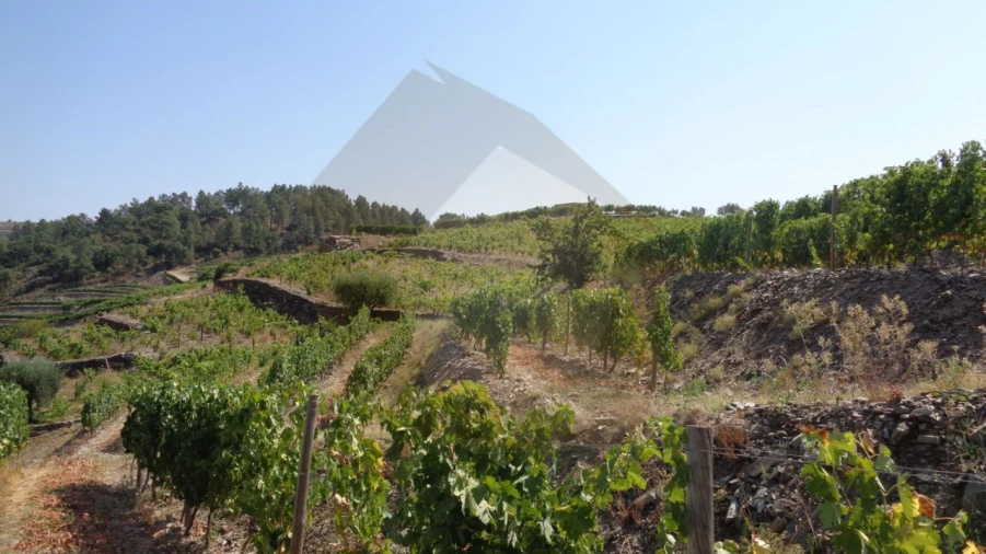 Quinta para Venda em Desejosa Foto 15