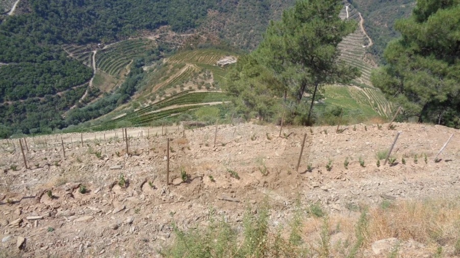 Quinta para Venda em Desejosa Foto 22