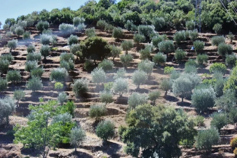 Quinta para Venda em Desejosa Foto 34