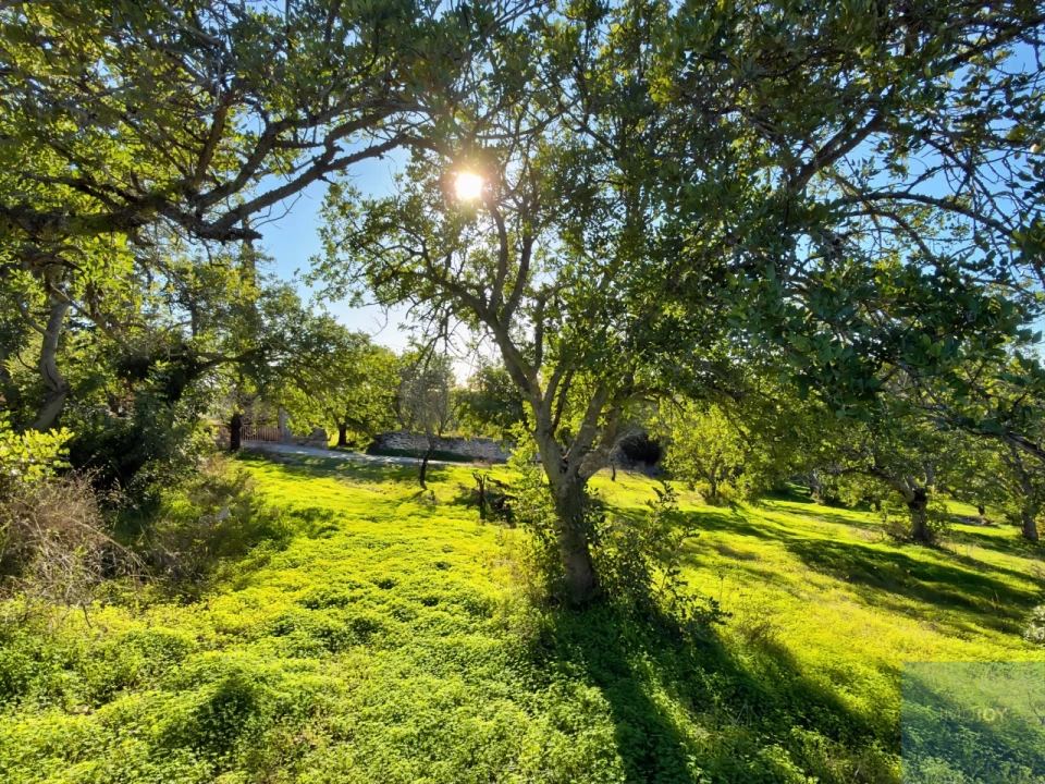 Terreno Agricola ou Rústico para Venda em Paderne Foto 6