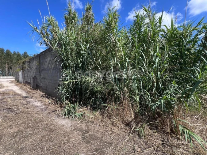 Terreno para Venda em Nossa Sra de Fatima Foto 8