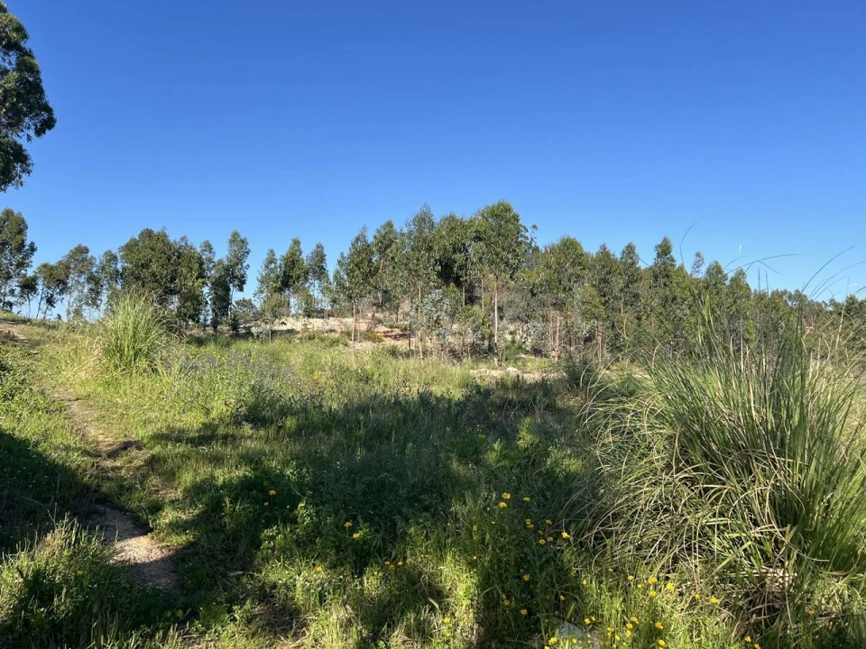 Terreno para Venda em Santa Maria, São Pedro e Matacães Foto 11