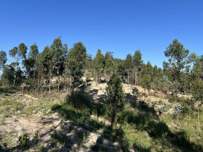 Terreno para Venda em Santa Maria, São Pedro e Matacães Foto 12