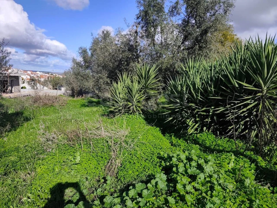 Terreno para Venda em Aljustrel e Rio de Moinhos Foto 13
