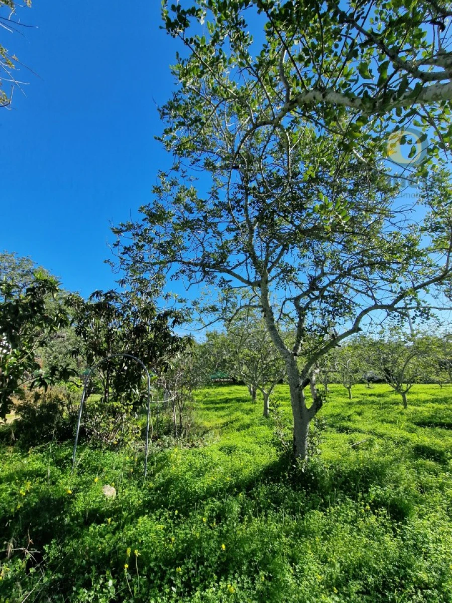 Moradia T1 para Venda em Santa Barbara de Nexe Foto 8