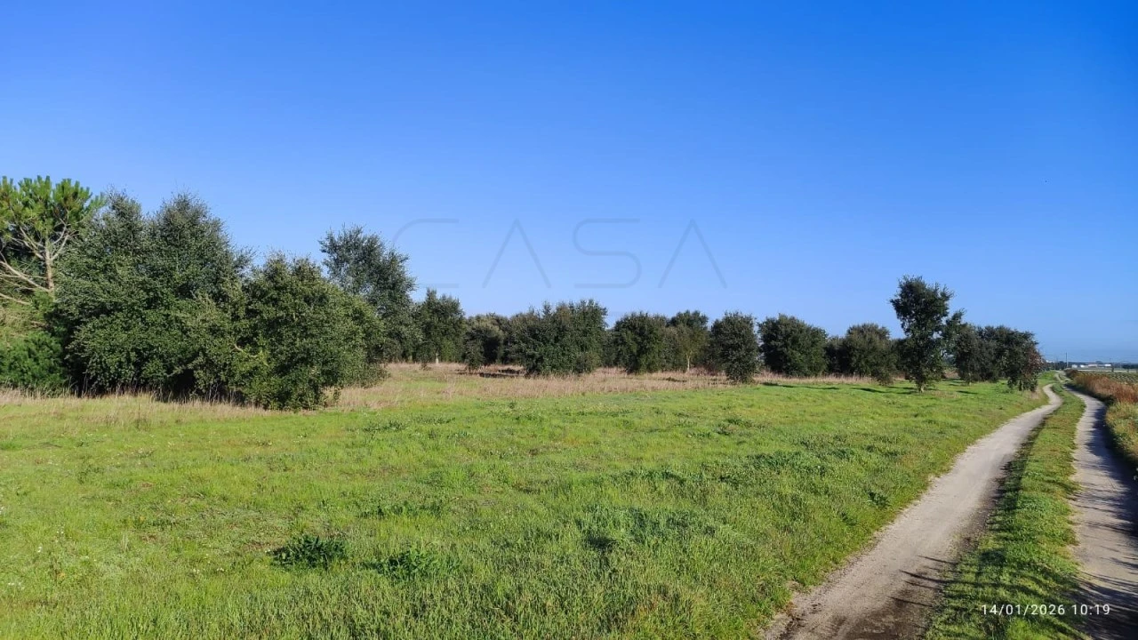 Terreno Agricola ou Rústico para Venda em Pegões Foto 3