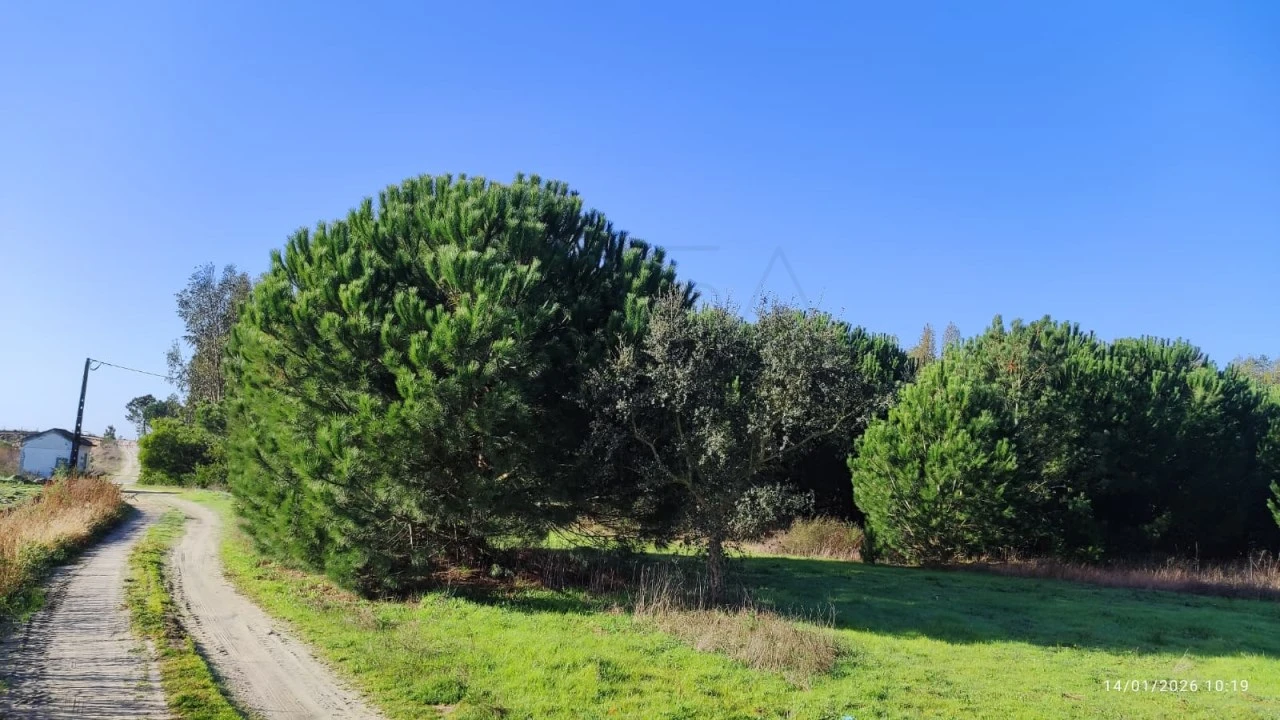 Terreno Agricola ou Rústico para Venda em Pegões Foto 4