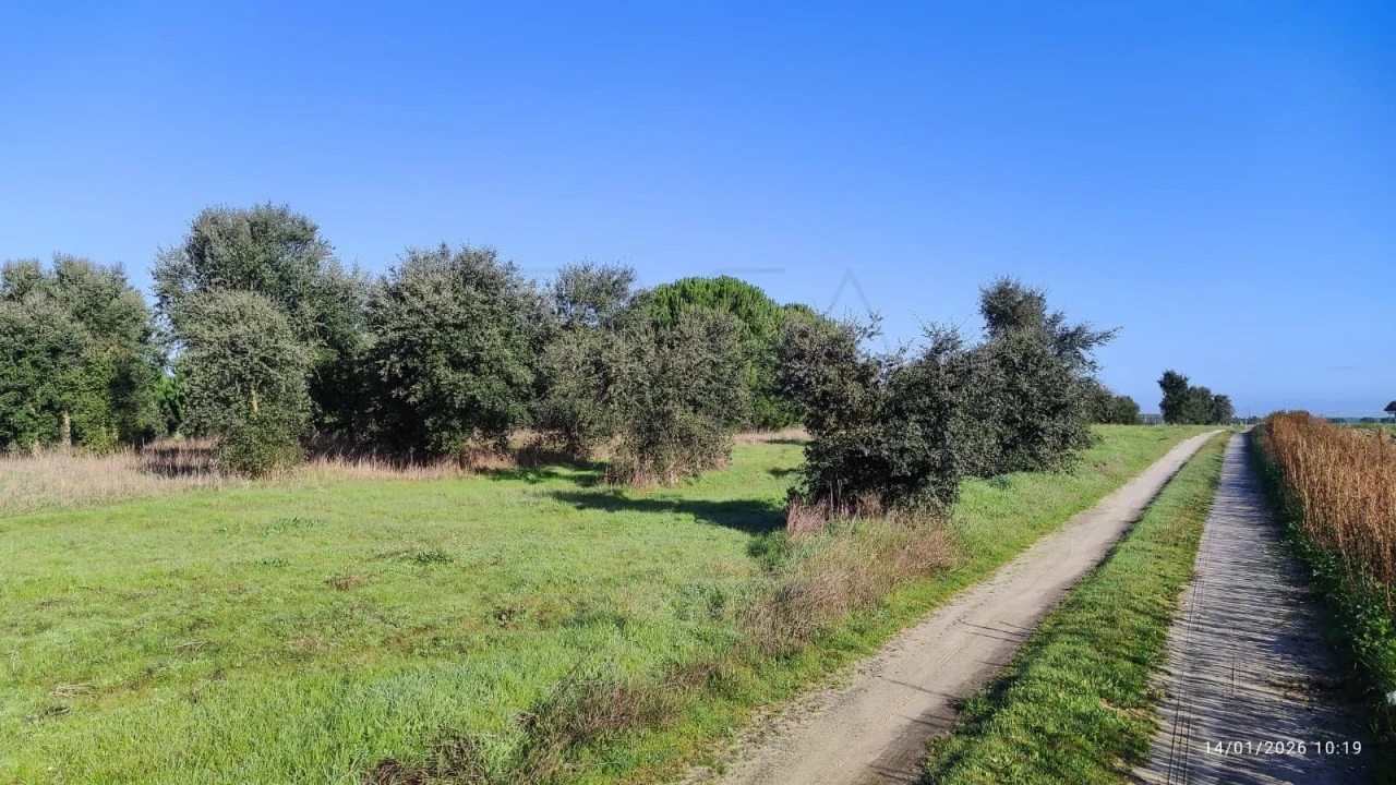 Terreno Agricola ou Rústico para Venda em Pegões Foto 6