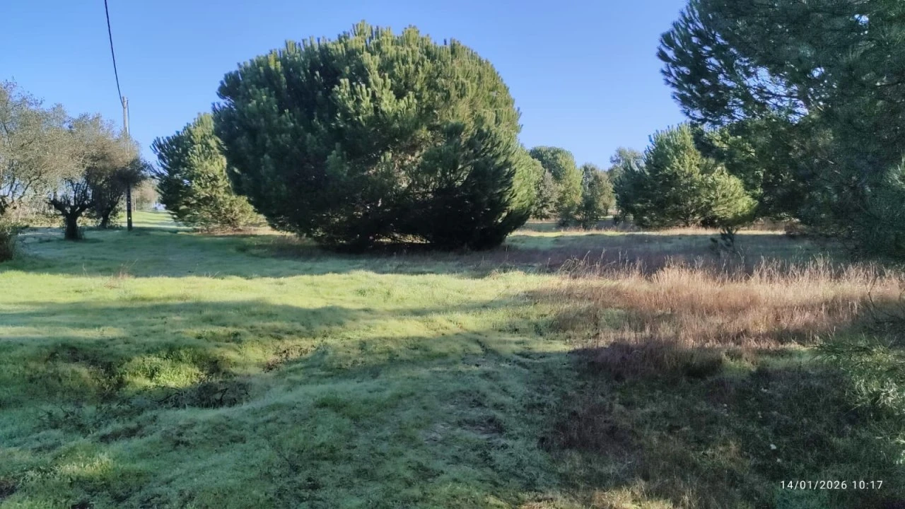 Terreno Agricola ou Rústico para Venda em Pegões Foto 7