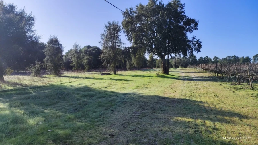 Terreno Agricola ou Rústico para Venda em Pegões Foto 2
