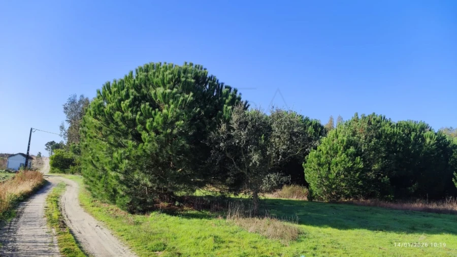 Terreno Agricola ou Rústico para Venda em Pegões Foto 4