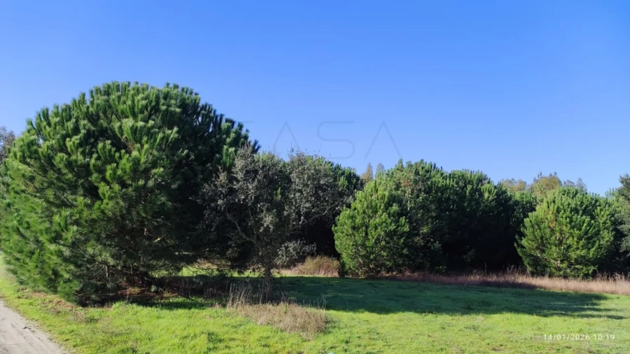 Terreno Agricola ou Rústico para Venda em Pegões Foto 5