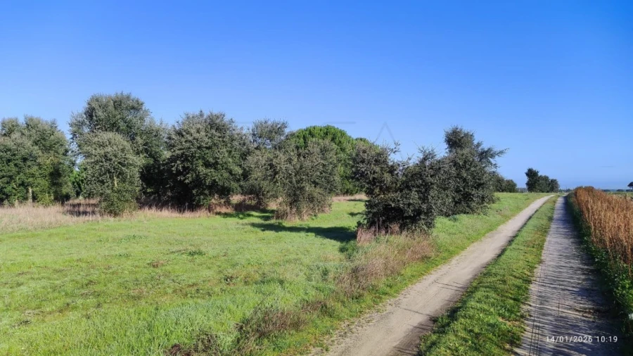 Terreno Agricola ou Rústico para Venda em Pegões Foto 6