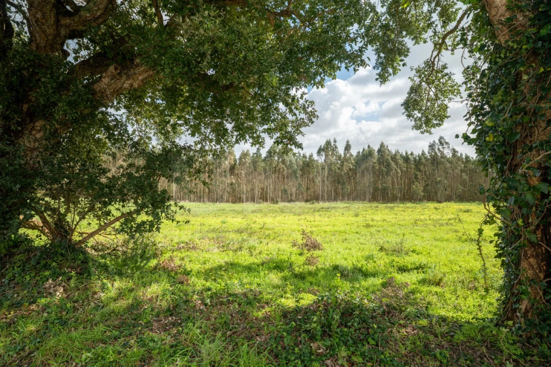 Terreno para Venda em Nossa Senhora do Pópulo, Coto e São Gregório Foto 6