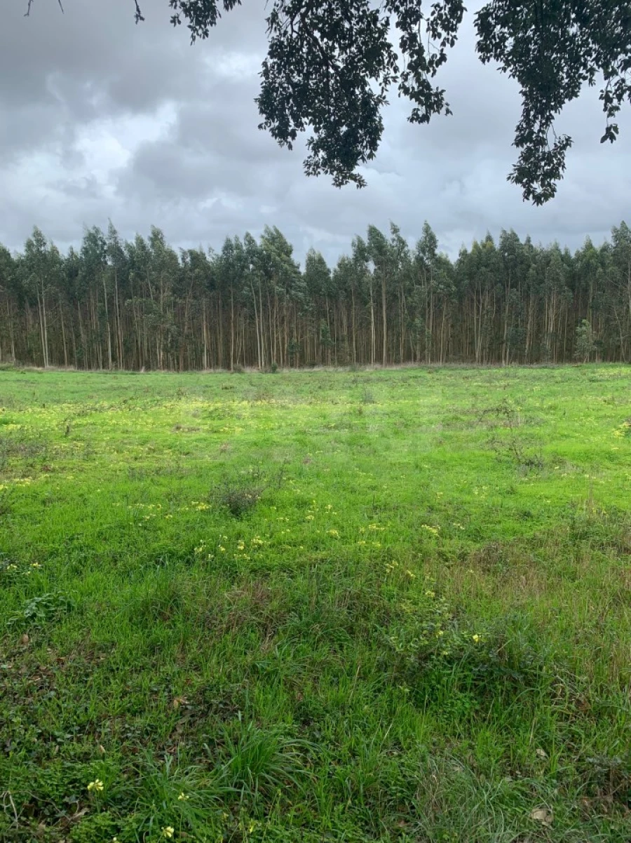 Terreno para Venda em Nossa Senhora do Pópulo, Coto e São Gregório Foto 2
