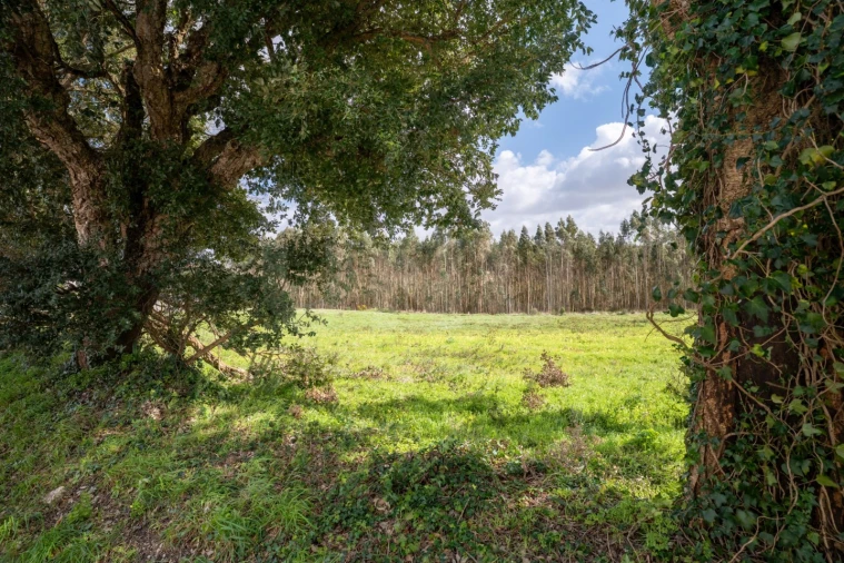 Terreno para Venda em Nossa Senhora do Pópulo, Coto e São Gregório Foto 7