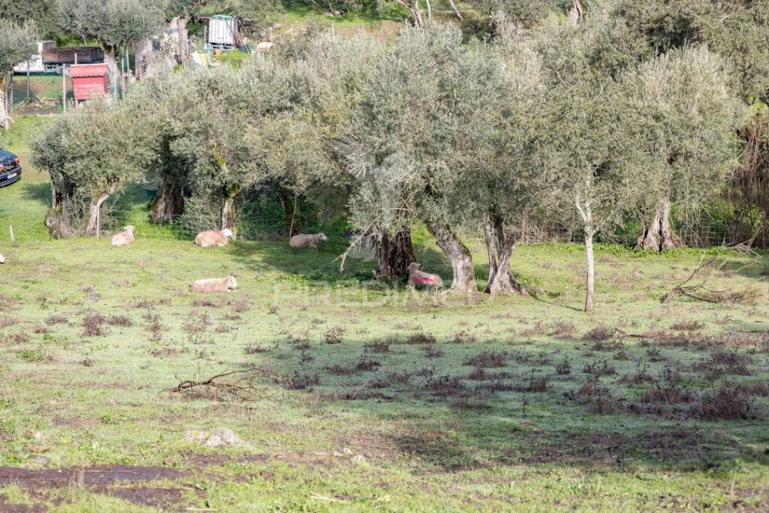 Terreno para Venda em Gafanhoeira (São Pedro) e Sabugueiro Foto 11