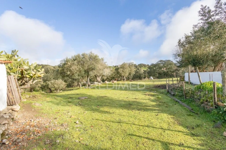 Terreno para Venda em Gafanhoeira (São Pedro) e Sabugueiro Foto 6
