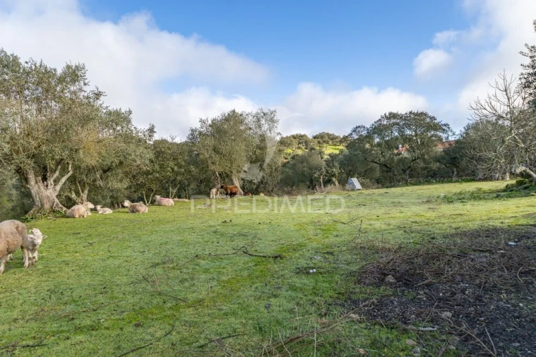 Terreno para Venda em Gafanhoeira (São Pedro) e Sabugueiro Foto 20