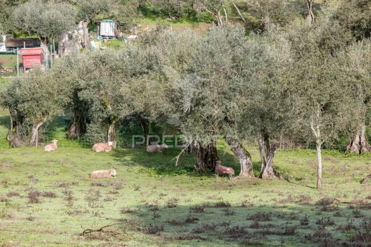 Terreno para Venda em Gafanhoeira (São Pedro) e Sabugueiro Foto 10
