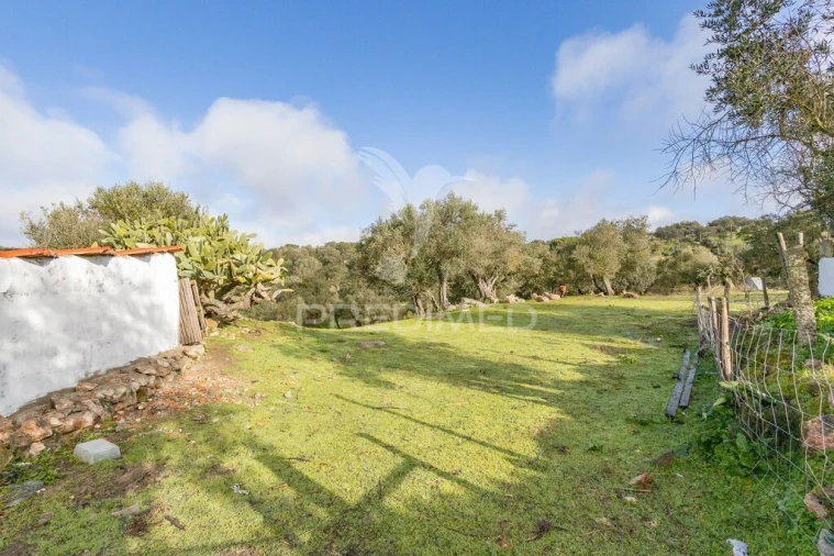 Terreno para Venda em Gafanhoeira (São Pedro) e Sabugueiro Foto 5
