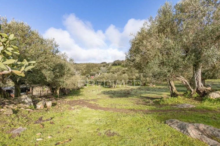 Terreno para Venda em Gafanhoeira (São Pedro) e Sabugueiro Foto 8