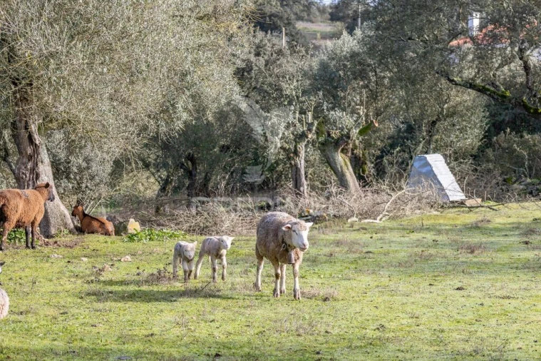 Terreno para Venda em Gafanhoeira (São Pedro) e Sabugueiro Foto 12
