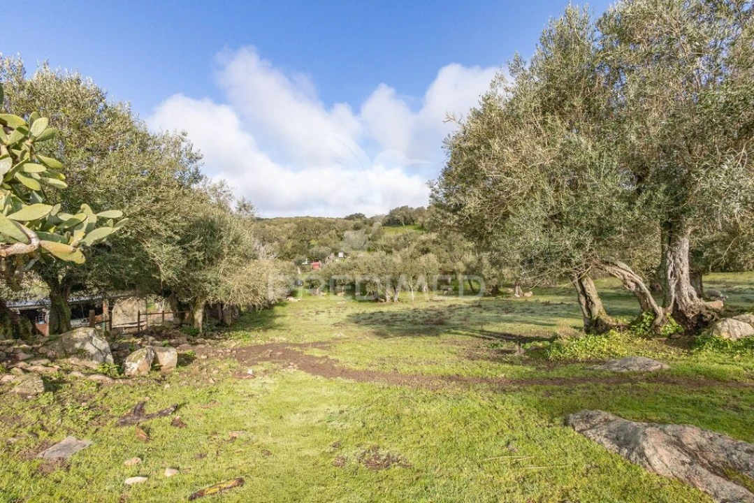Terreno para Venda em Gafanhoeira (São Pedro) e Sabugueiro Foto 8