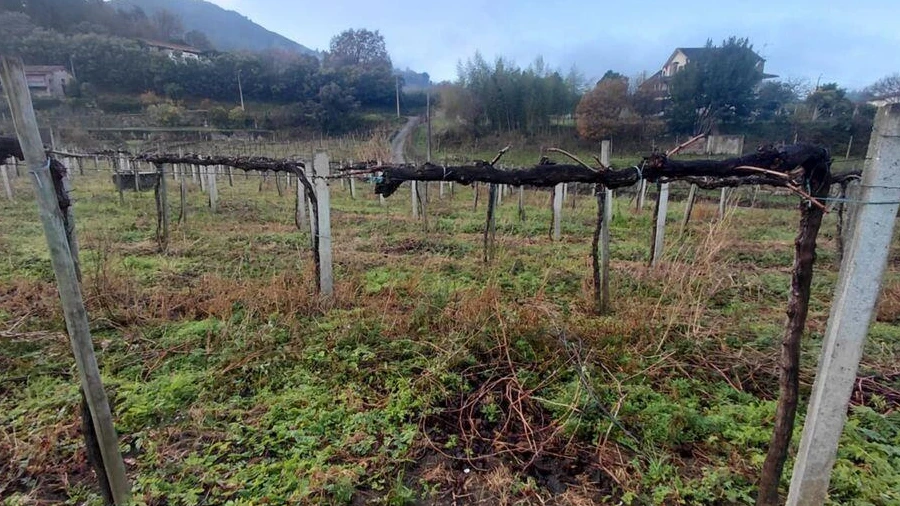 Terreno para Venda em Messegães, Valadares e Sá