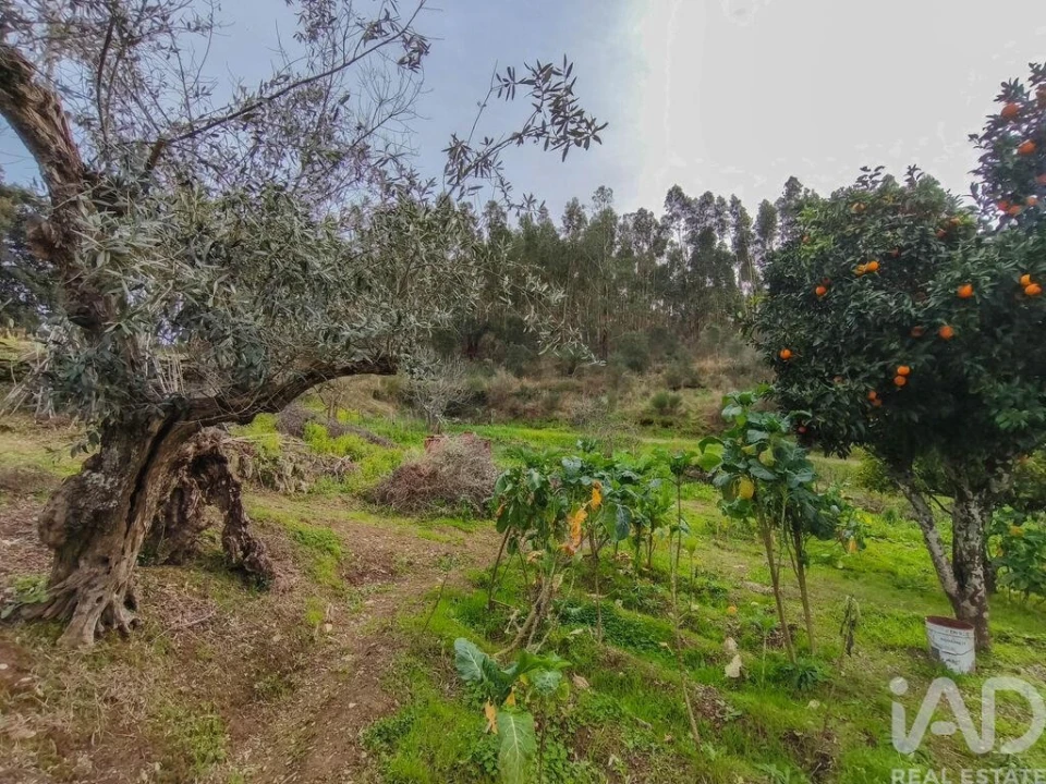 Quinta T4 para Venda em Sé e São Lourenço Foto 32
